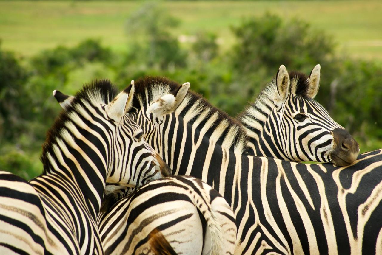 Addo African Home Екстер'єр фото