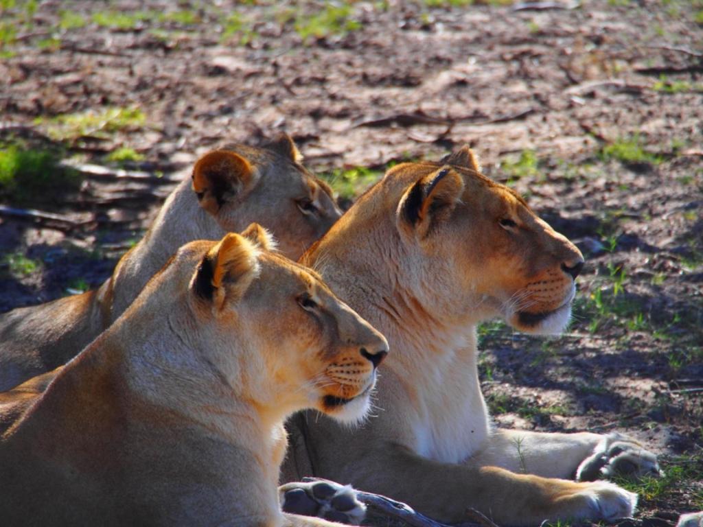 Addo African Home Екстер'єр фото