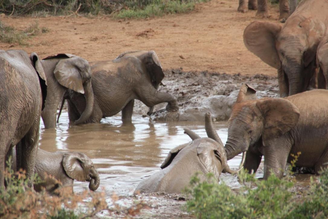 Addo African Home Екстер'єр фото